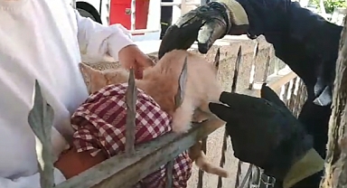 Kedi korkuluk demirlerine saplandı