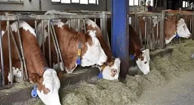 Hayvan pazarı süresiz kapatıldı