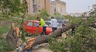 Fırtına etkili oldu ağacı gövdesinden kırdı