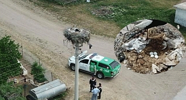 Göçmen leylekler 20 yılı aşkın köyün misafiri