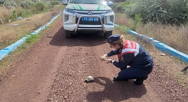 Yol Üzerinde Bulduğu Kaplumbağalar Doğal Ortamına Salındı