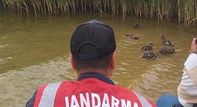 Yavru angutlar için seferber oldular