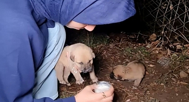 Annesiz kalan yavru köpeklere üniversite öğrenci sahip çıktı