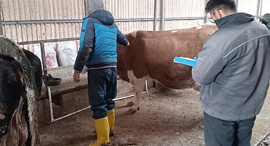 KIRIKKALE’DE BESİ HAYVANLARINA KONTROL