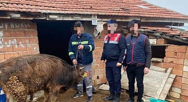 HAYVAN HIRSIZLARI YAKALANDI 
